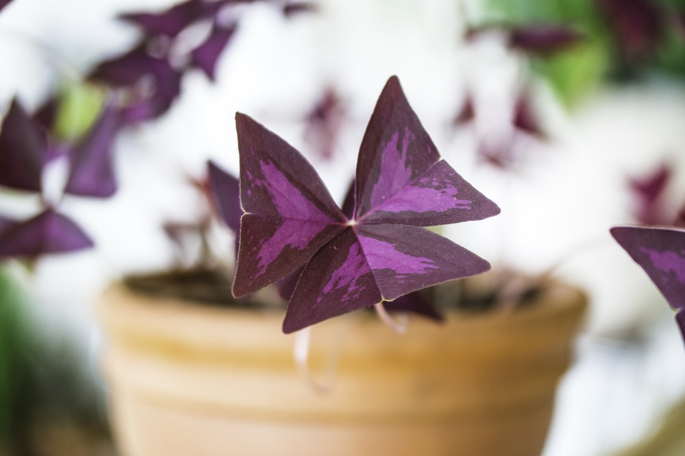 a purple butterfly sitting on top of a potted plant