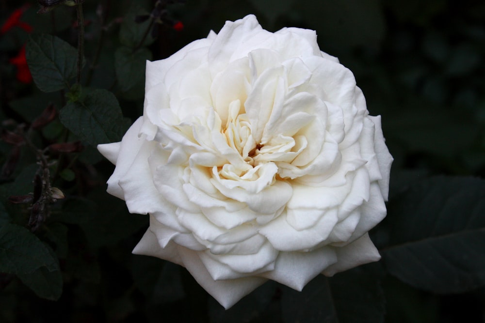 a white flower with green leaves in the background