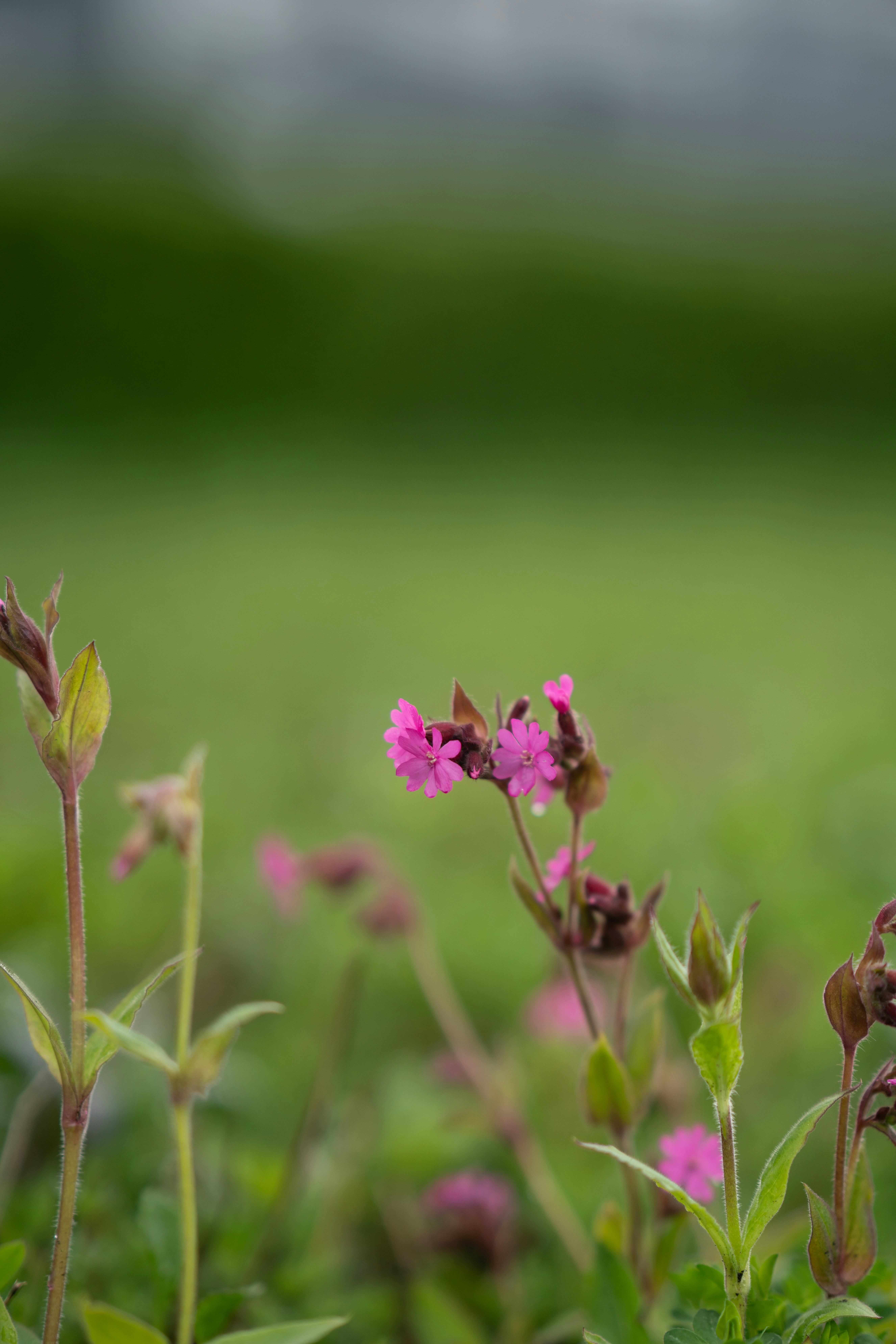 Photo by nihongraphy2