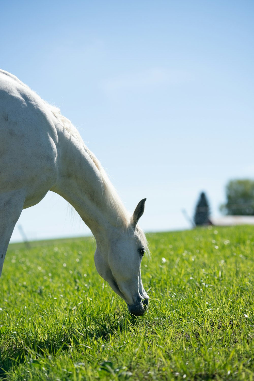 a white horse grazing on a lush green field