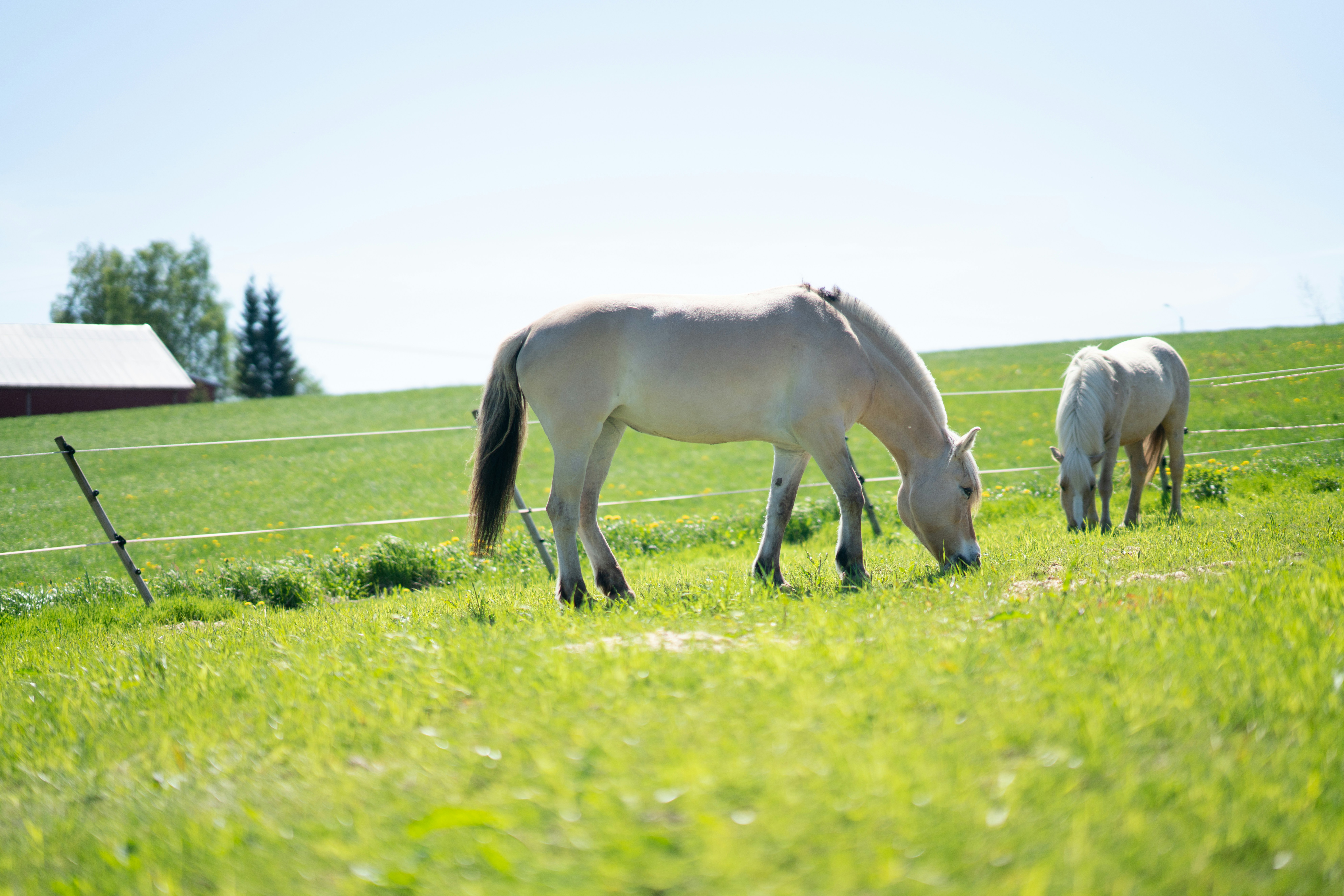 Two horses grazing in lush green Missouri pasture, healthy and relaxed, bright sunny day