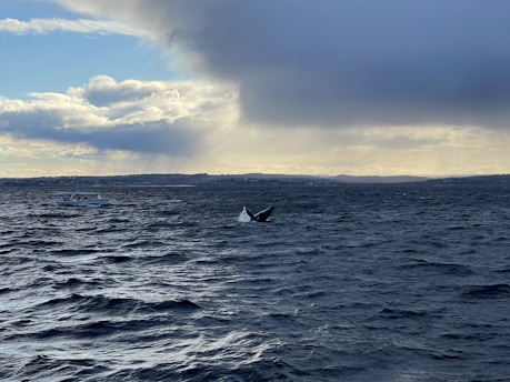 A small boat on calm ocean waters with a humpback whale breaching nearby under a soft morning sky.