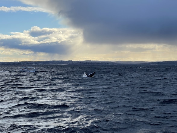 A boat cruising near a breaching humpback whale in the blue waters of Samana Bay under a sunny sky.