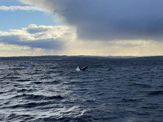 A vibrant boat cruising near a breaching humpback whale under a clear blue sky off the Samana coastline.