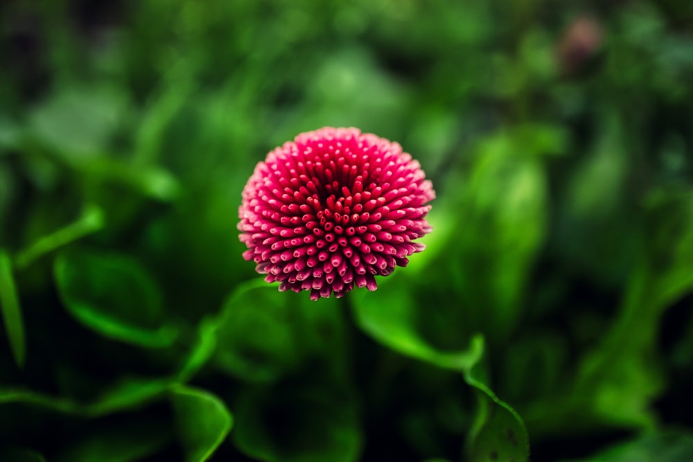 a pink flower with green leaves in the background