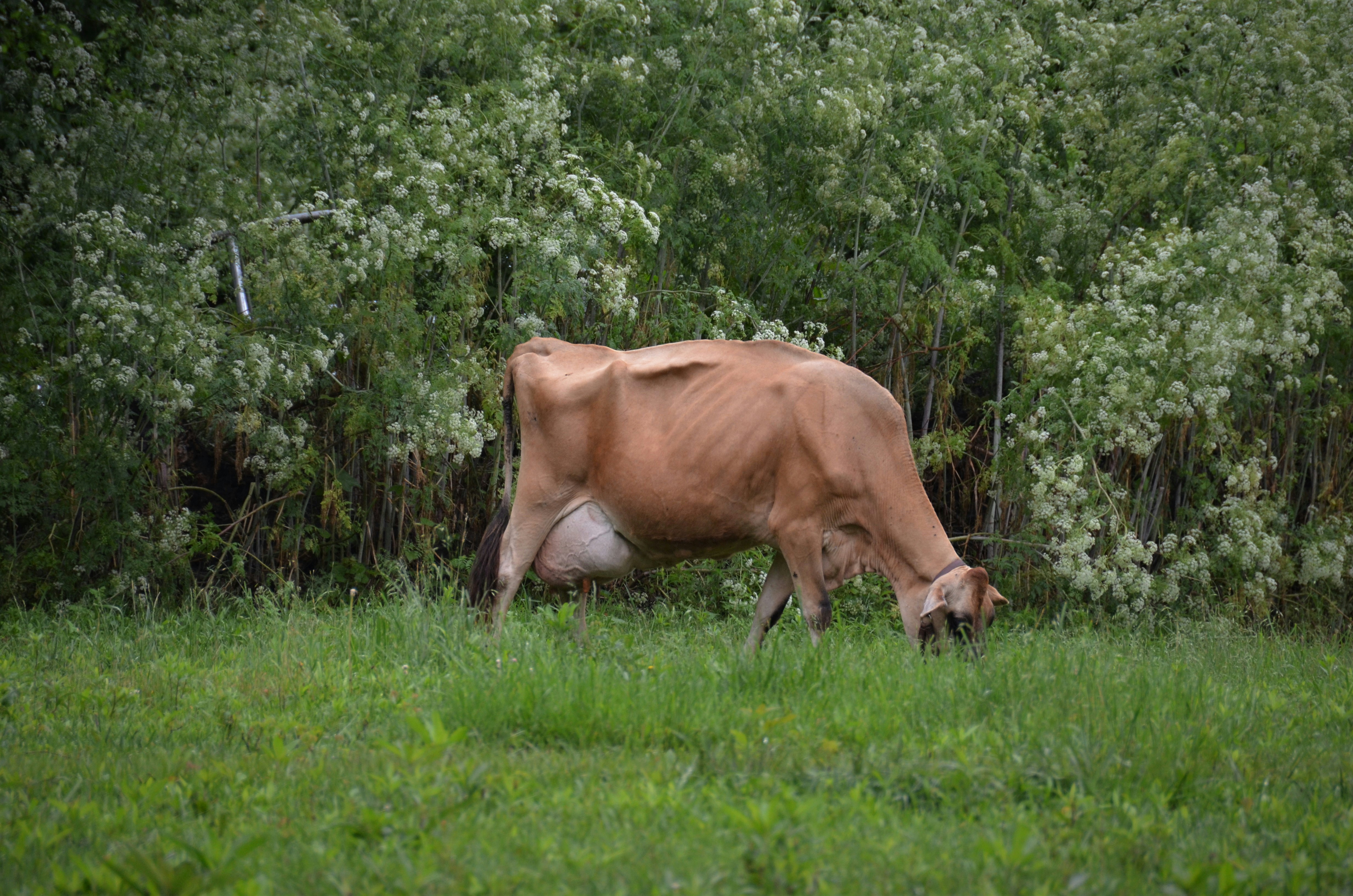 a brown cow grazing in a field of green grass