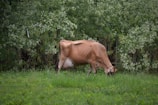 A cow is grazing in a lush green field surrounded by dense foliage. The background is filled with tall plants and leaves, providing a natural and tranquil setting. The cow appears to be focused on eating the grass, with its face angled towards the ground.