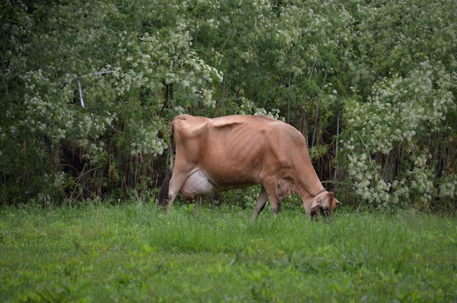 A cow is grazing in a lush green field surrounded by dense foliage. The background is filled with tall plants and leaves, providing a natural and tranquil setting. The cow appears to be focused on eating the grass, with its face angled towards the ground.
