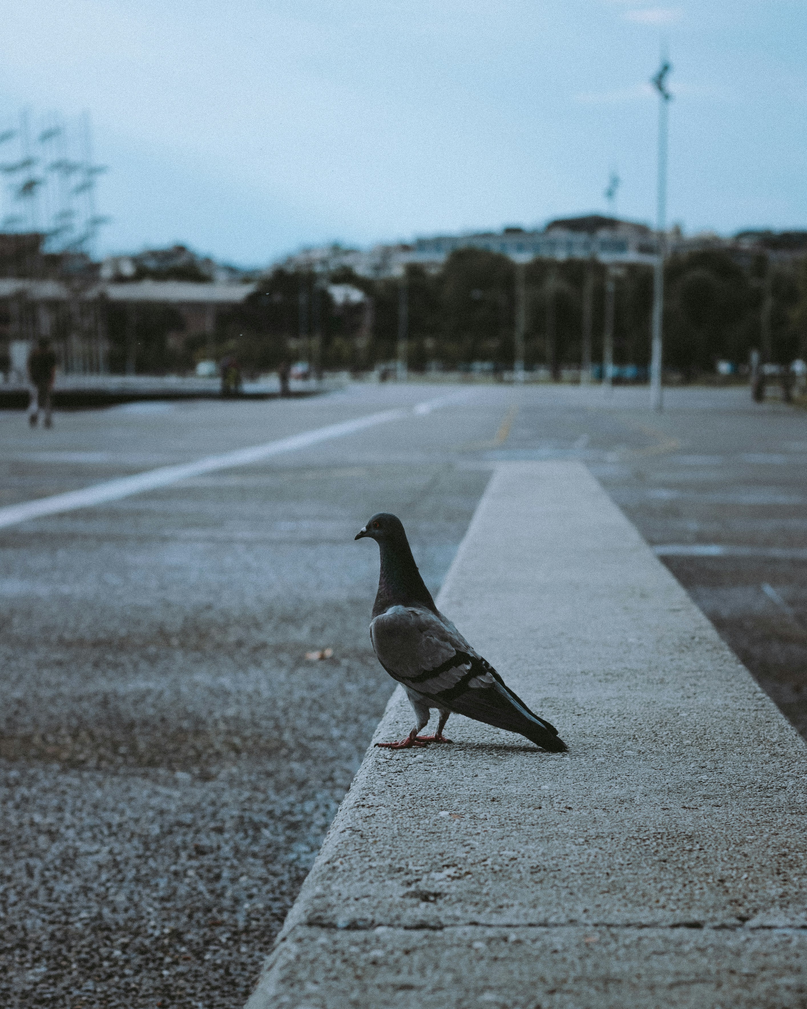 a pigeon sitting on the side of a road