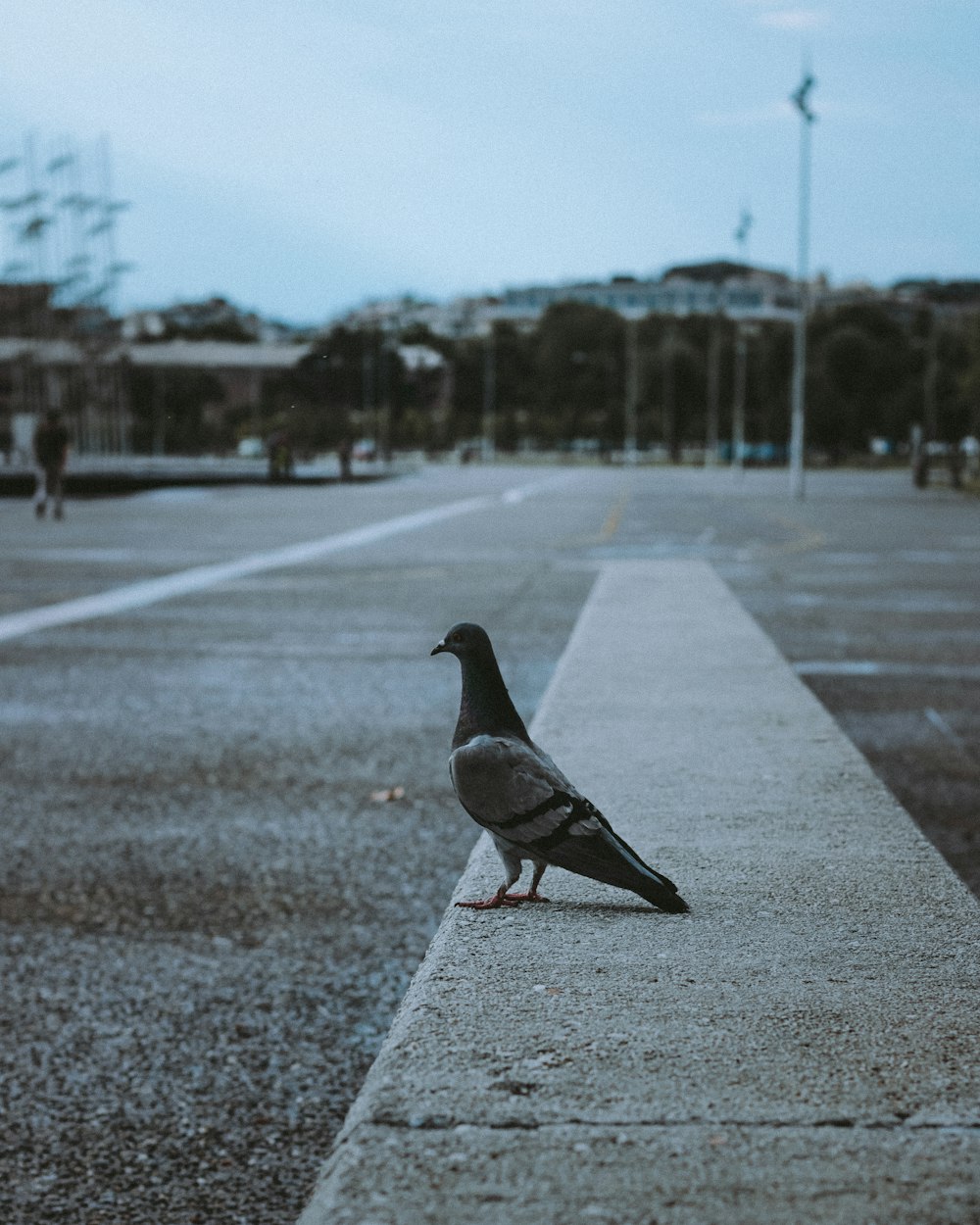 a pigeon sitting on the side of a road
