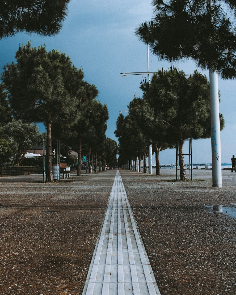 a walkway between two trees in a park