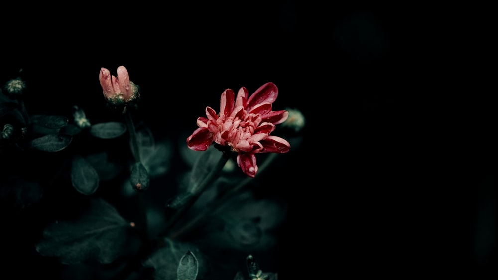 a red flower in the dark with leaves