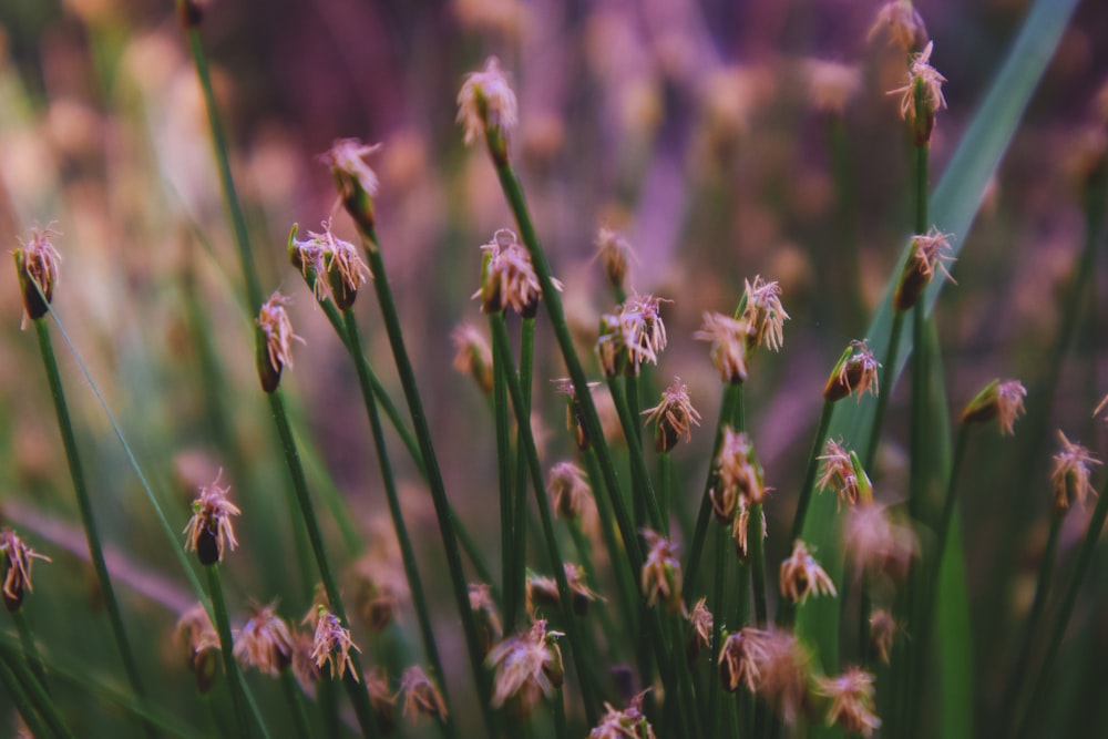 a close up of a bunch of small flowers