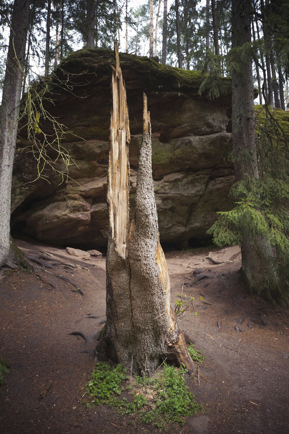 a tree that is standing in the dirt