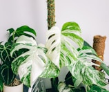 a green and white plant sitting on top of a table