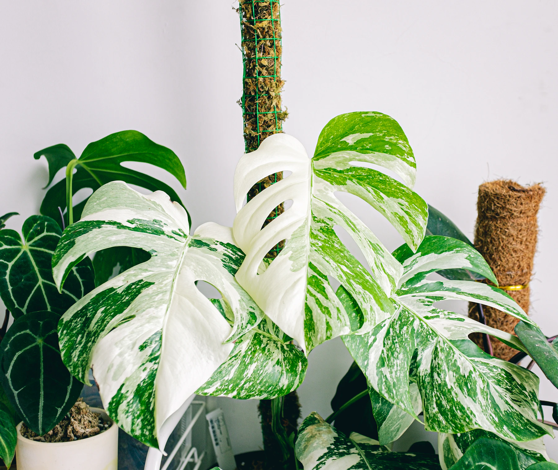 A variegated monstera with leaves marbled white and green, growing up a moss pole beside a silver-veined anthurium