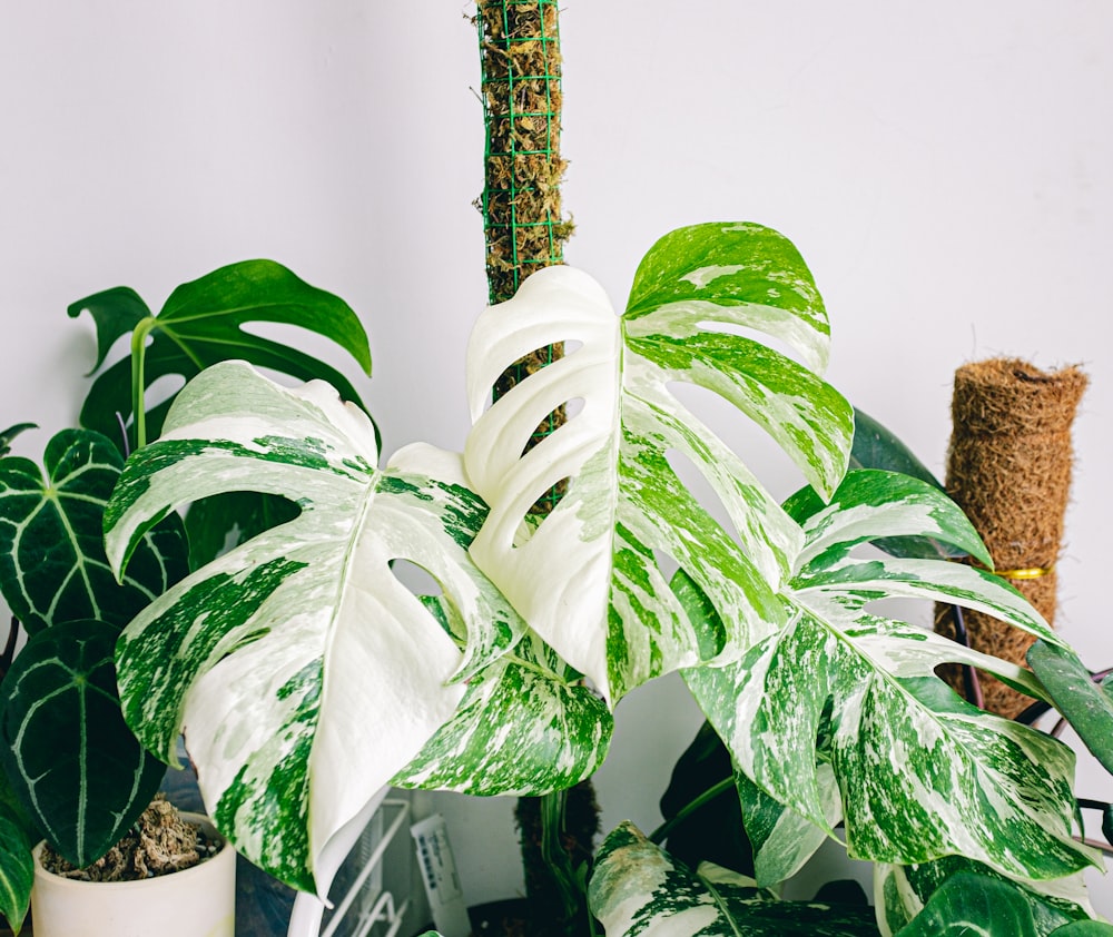 a green and white plant sitting on top of a table