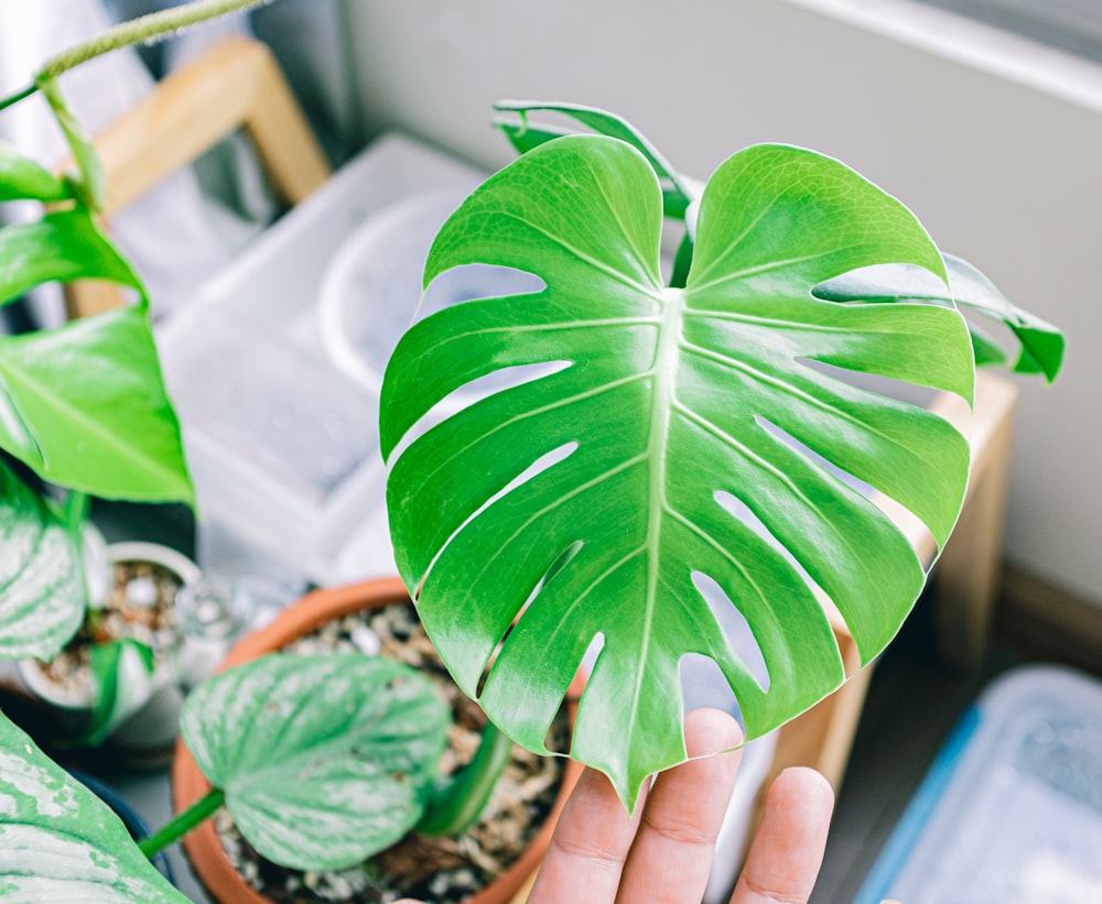 a person holding a large green plant in their hand