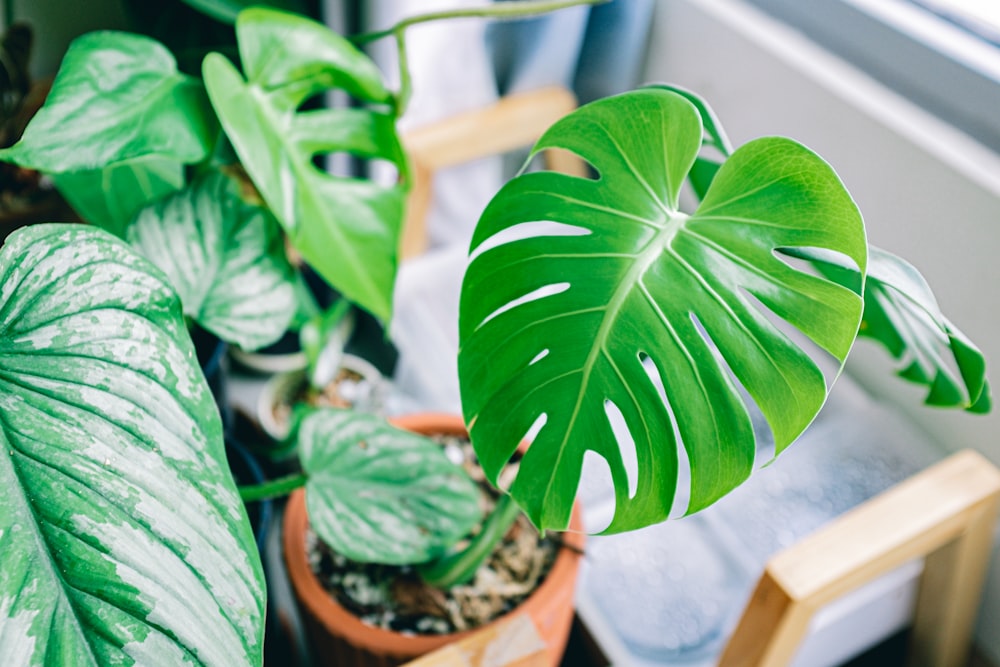 a large green leafy plant sitting on top of a wooden chair