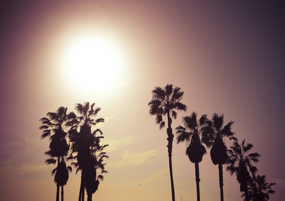 a group of palm trees with the sun in the background