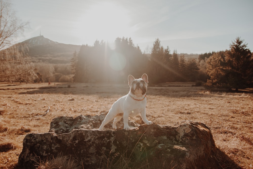 a small dog sitting on top of a large rock