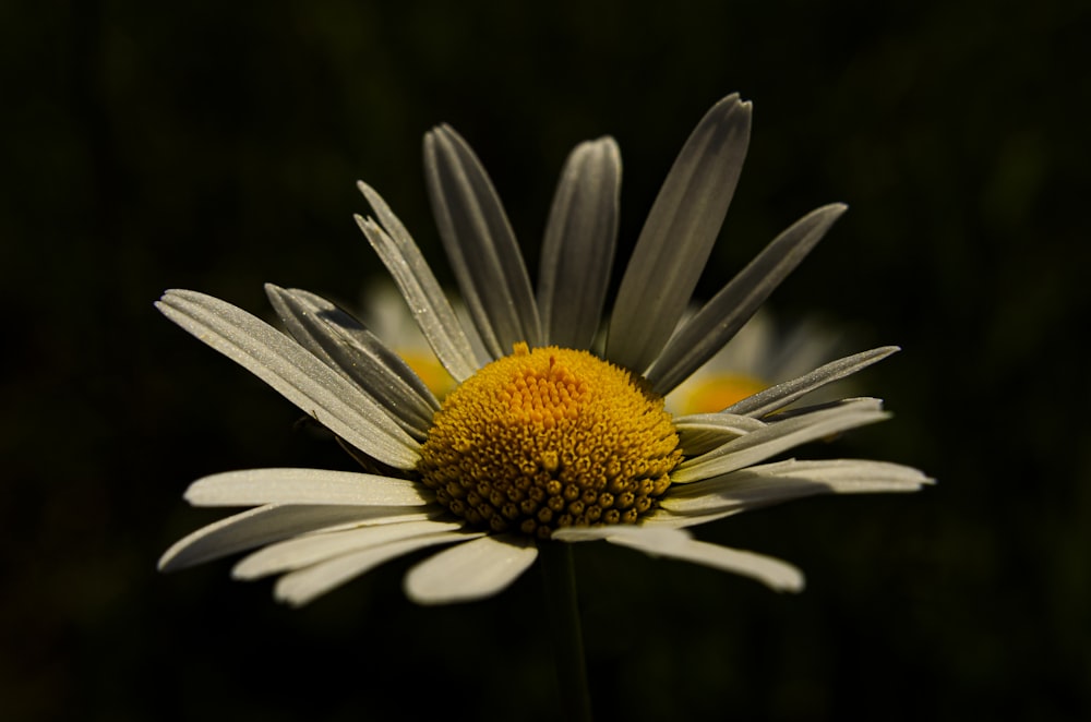 un primer plano de una flor con un fondo borroso