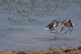 Two Bulik birds in dynamic motion, showcasing quick reflexes and coordination.