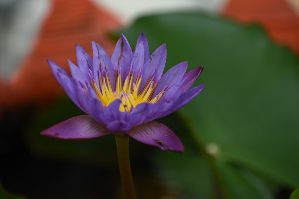 a purple flower with yellow center surrounded by green leaves