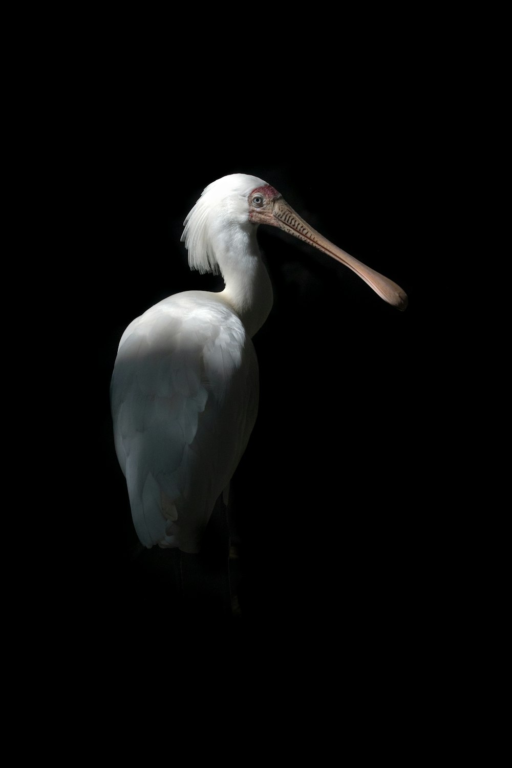 a large white bird with a long beak