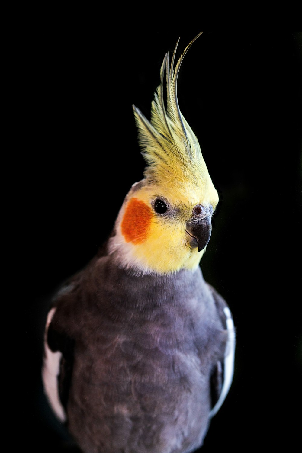 a close up of a bird on a black background