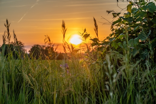 A vibrant sunset over a lush green landscape, symbolizing connection to nature and heritage.