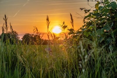 A colorful sunset casting warm light over the eco-friendly landscape of Vrindavan Dhaam.