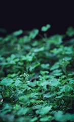 Close-up of high-protein Hejazi clover showing vibrant green color.