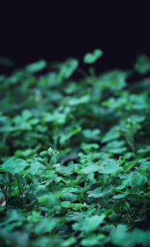 Close-up of high-protein Hejazi clover showing vibrant green color.