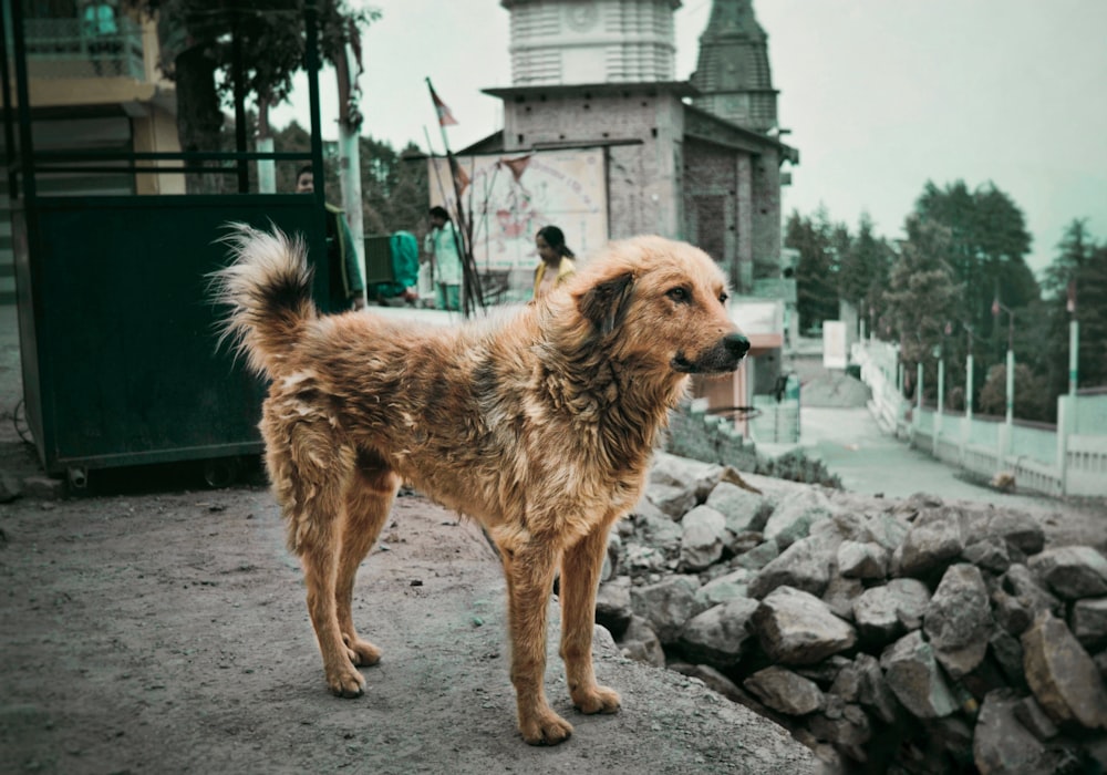 a brown dog standing on top of a pile of rocks