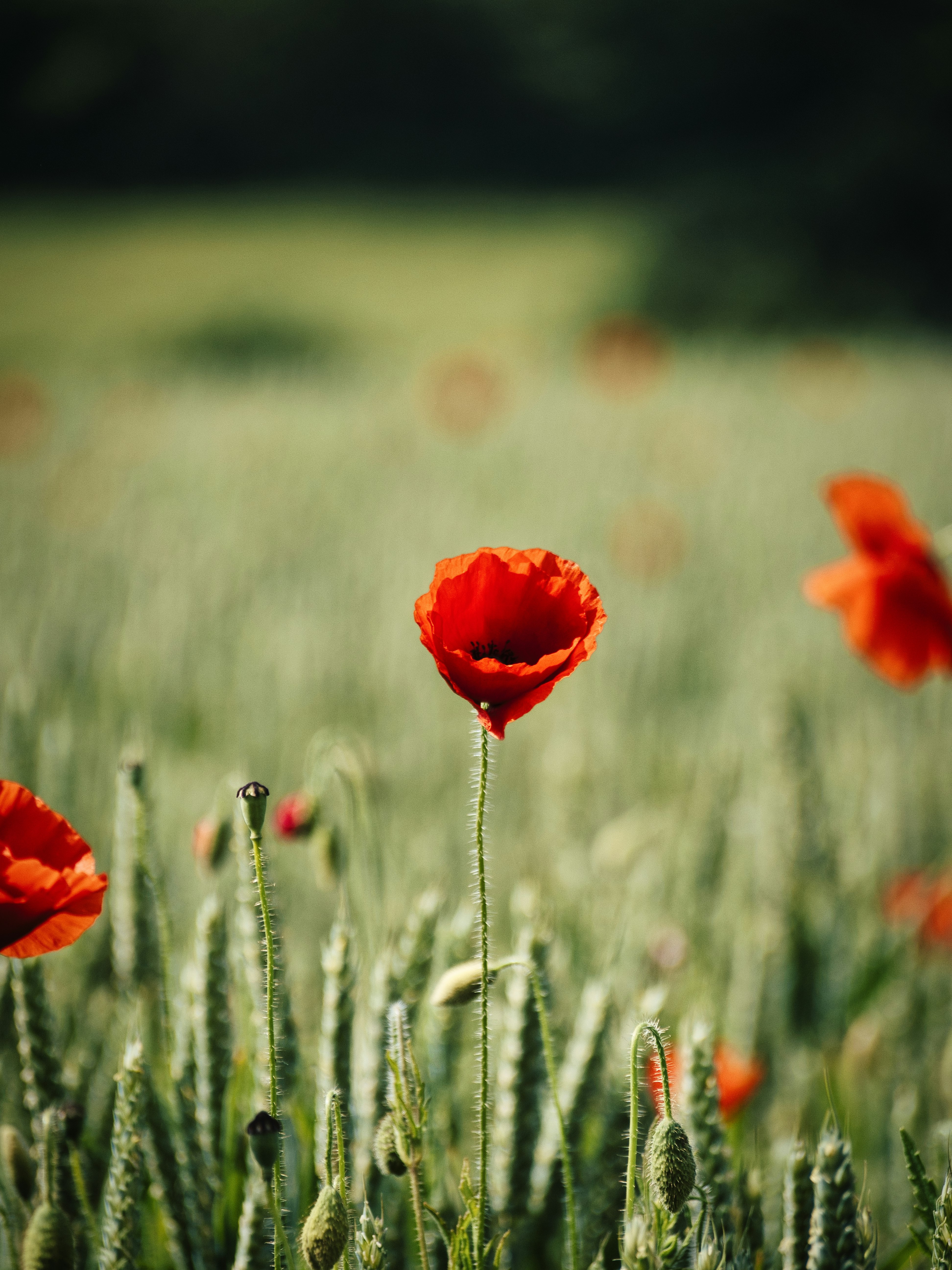 red flower in the field