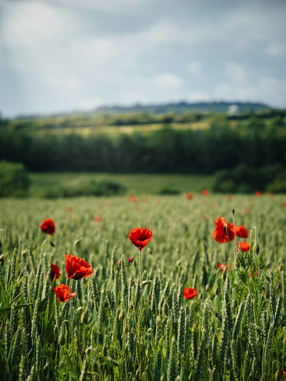 a field full of red flowers on a sunny day