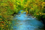 A serene river flowing through a lush forest, showcasing a healthy aquatic environment.