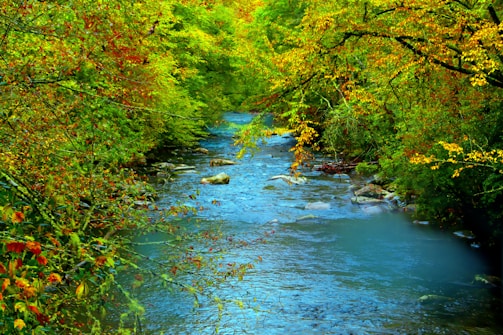 A serene river flowing through a lush forest, showcasing a healthy aquatic environment.