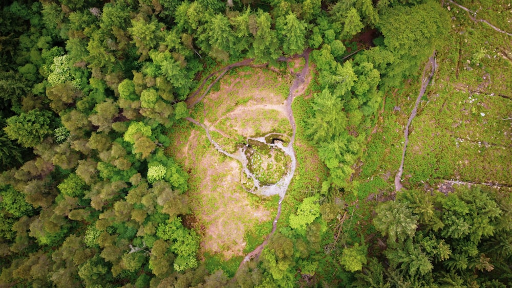 an aerial view of a lush green forest