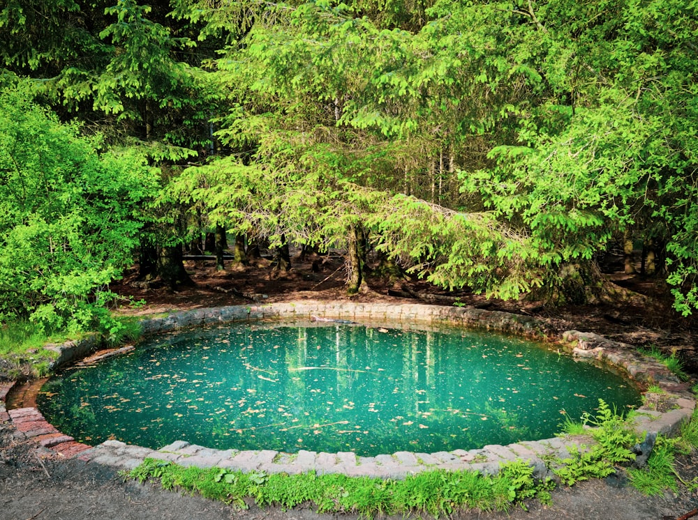 a pond surrounded by trees in the middle of a forest