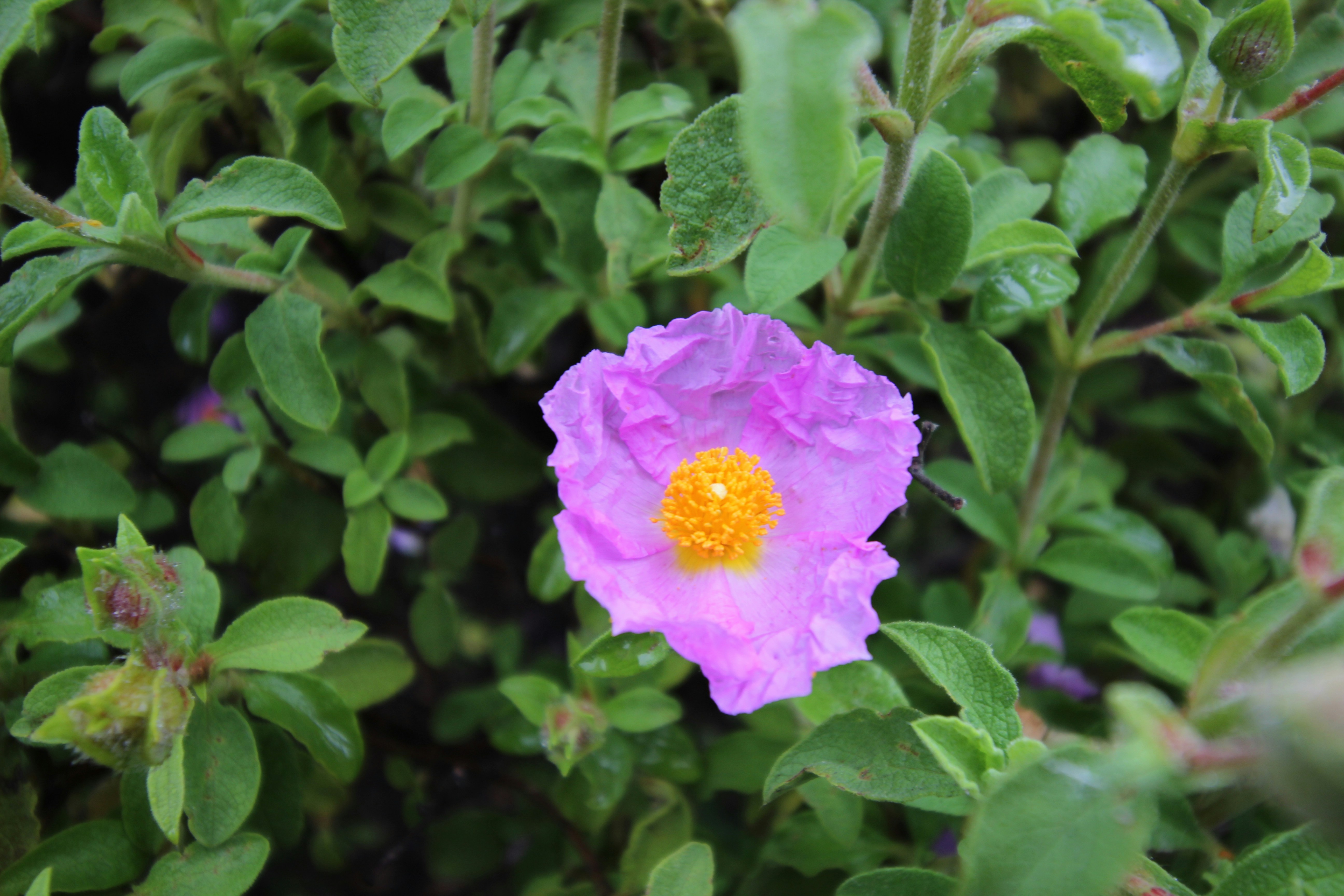 a pink flower with a yellow center surrounded by green leaves