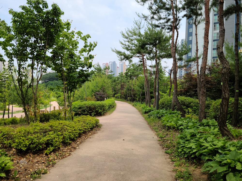 a path in the middle of a lush green park