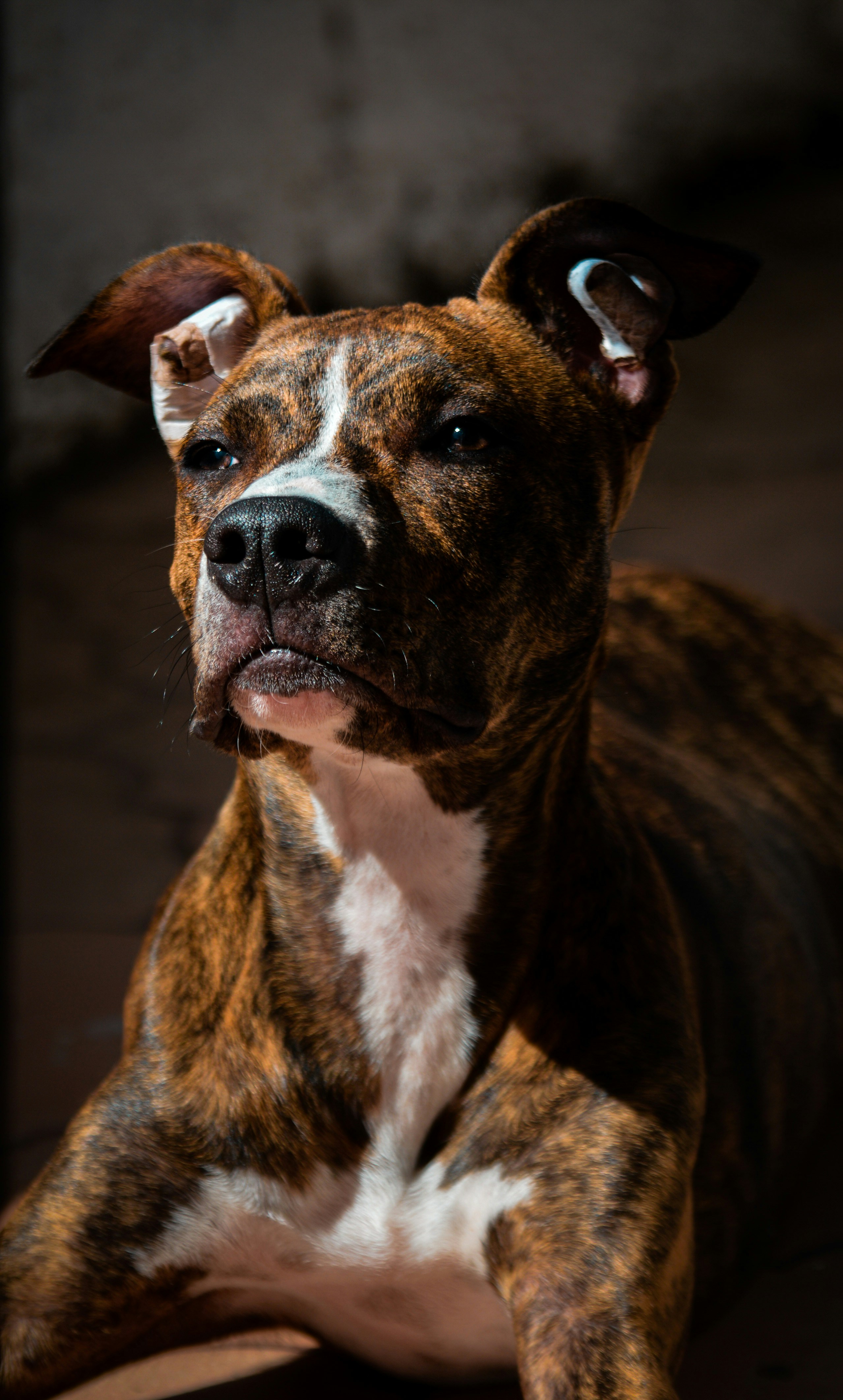 Brindle Pitbulls Loyal Companions with Unique Coats