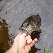 a person holding a fish in their hand