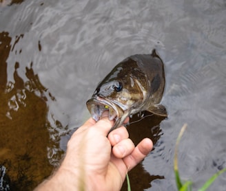 a person holding a fish in their hand