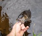 a person holding a fish in their hand