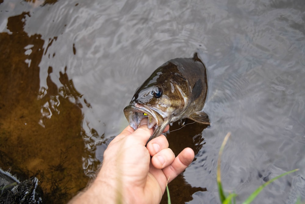 eine Person, die einen Fisch in der Hand hält