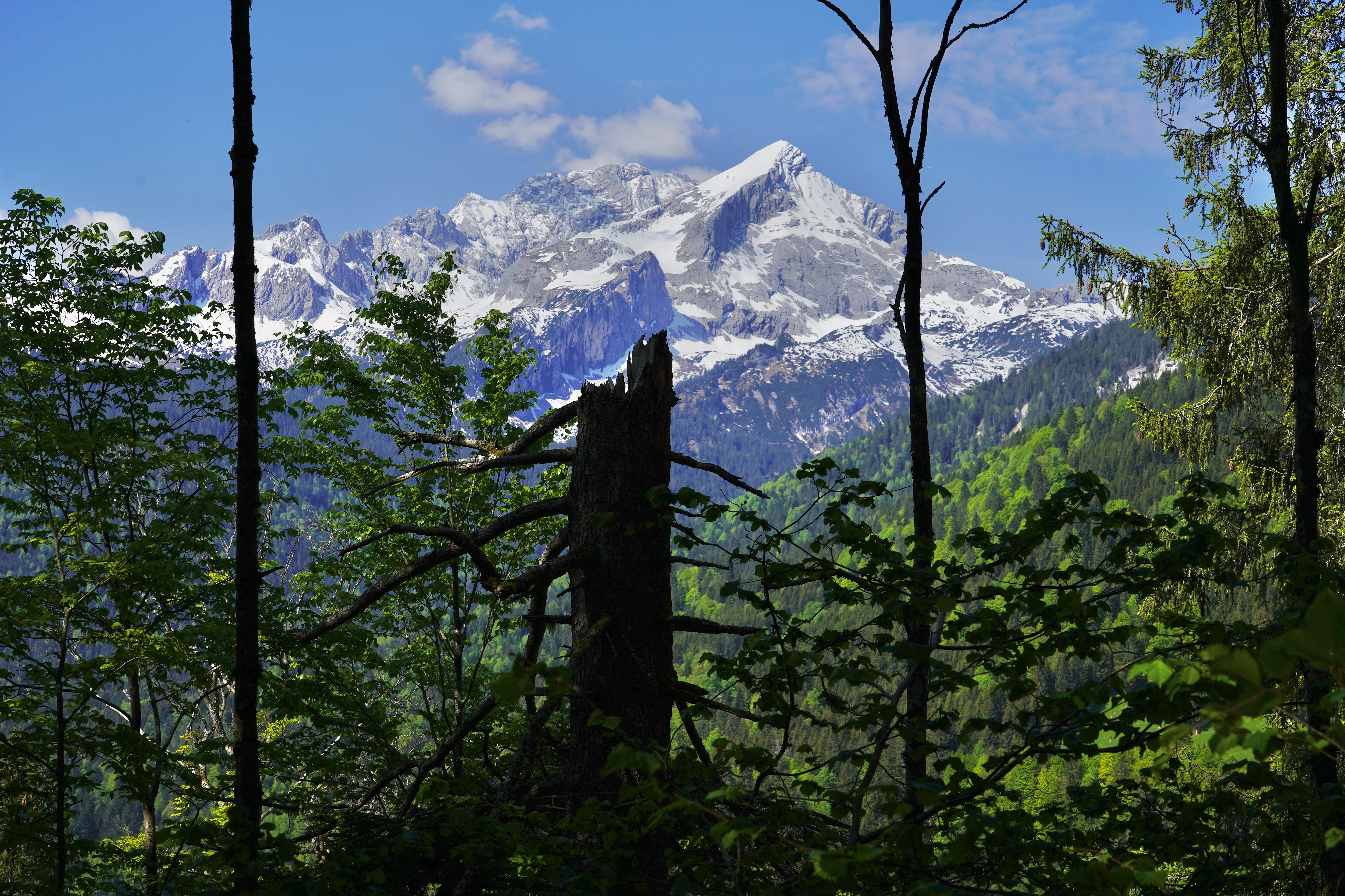 green trees near snow covered mountain during daytime