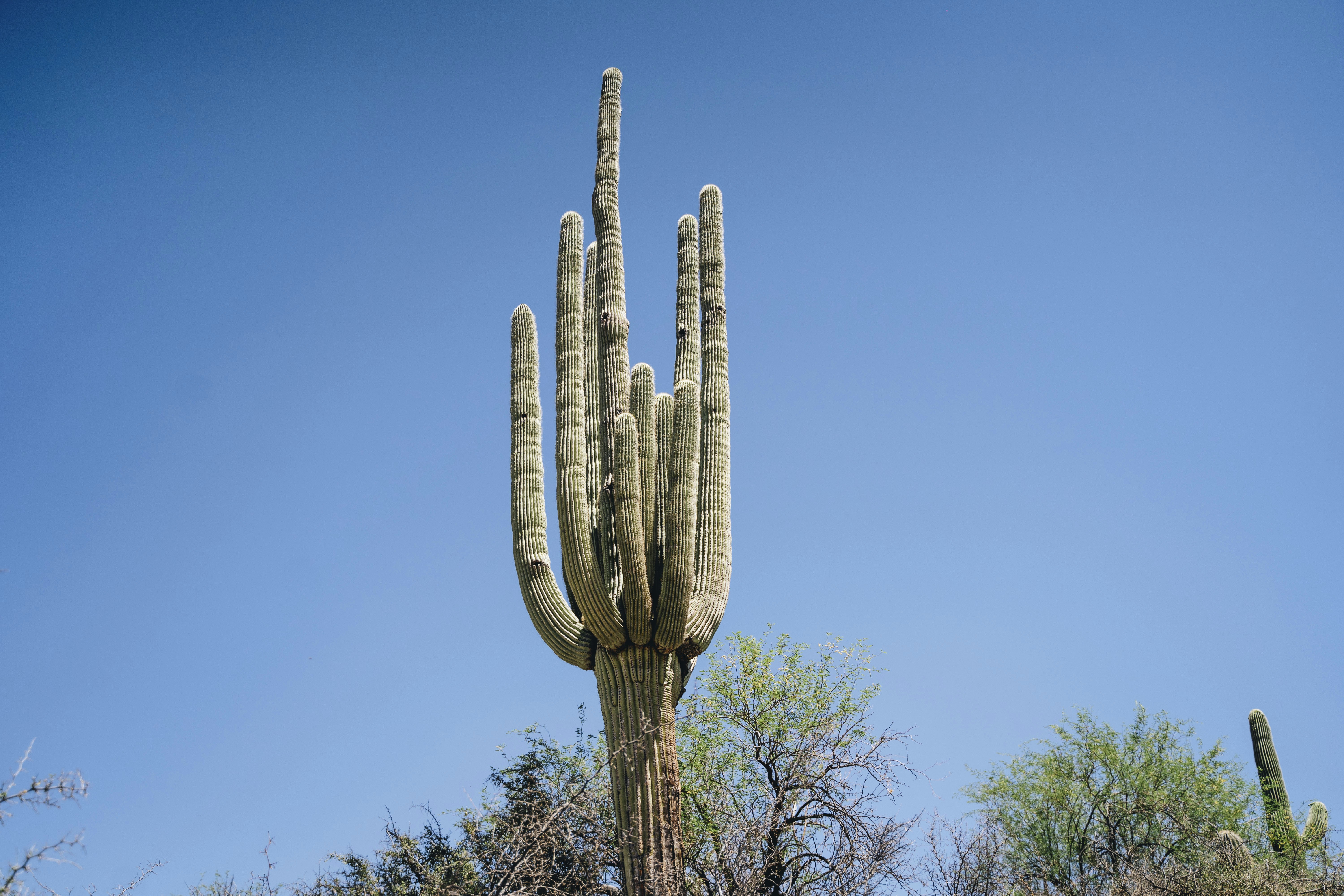 a tall cactus with a sky background